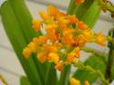 Polystachya clareae
